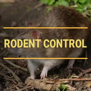 RODENT CONTROL