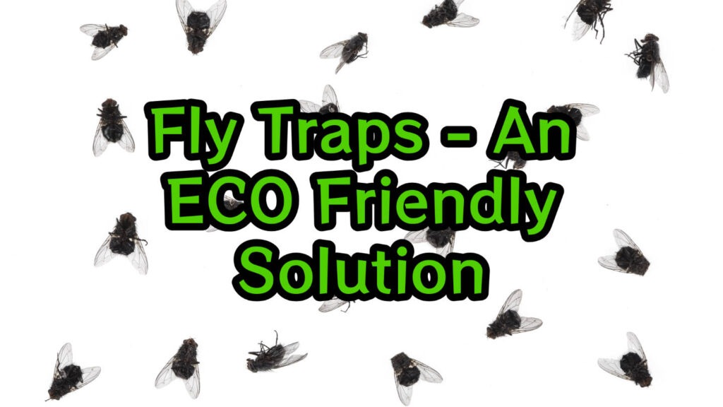 fly traps