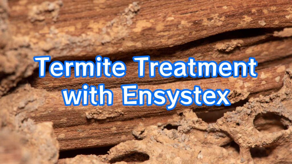 termite treatment