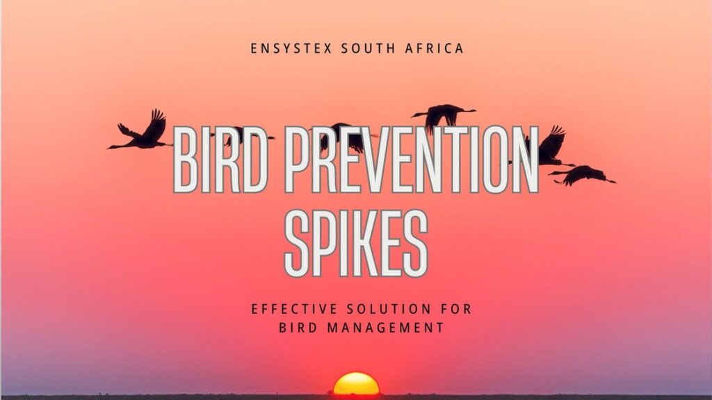 bird control spikes