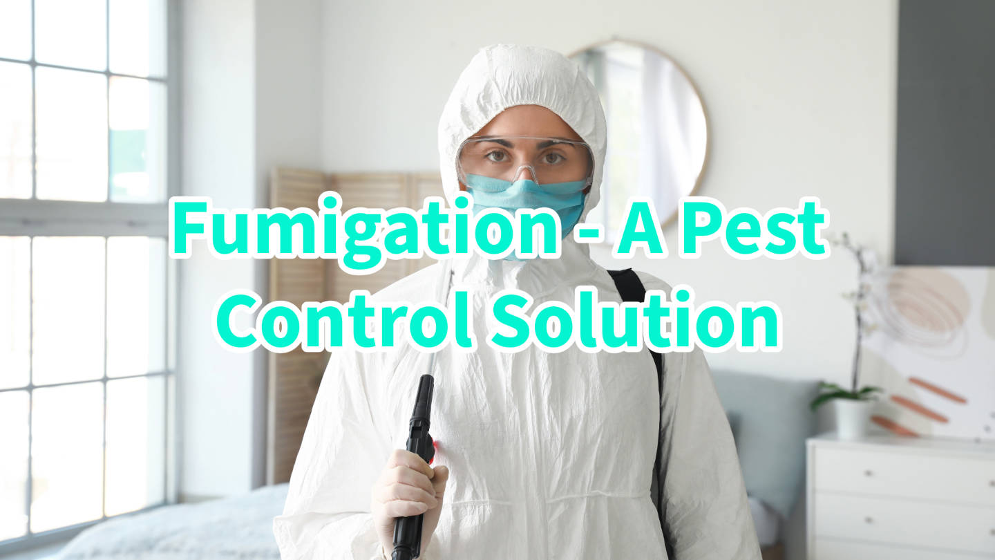 Fumigation | Effective Pest and Hygiene Control | Ensystex South Africa