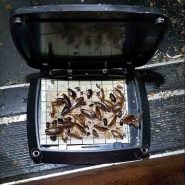 ECOTHOR INSECT MONITOR